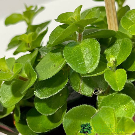 Peperomia Mixed Mini Houseplant 5.5cm Pot - Old Railway Line Garden Centre