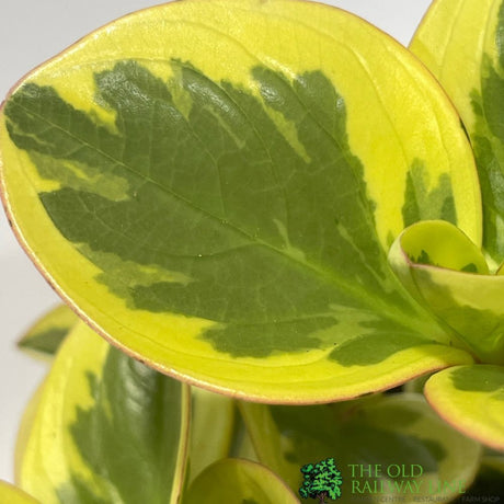 Peperomia Obtusifolia 'Obtipan Bicolour' Houseplant 12cm Pot - Old Railway Line Garden Centre