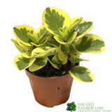 Peperomia Obtusifolia 'Obtipan Bicolour' Houseplant 12cm Pot - Old Railway Line Garden Centre