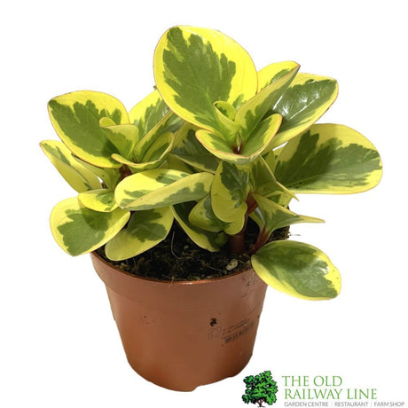 Peperomia Obtusifolia 'Obtipan Bicolour' Houseplant 12cm Pot - Old Railway Line Garden Centre
