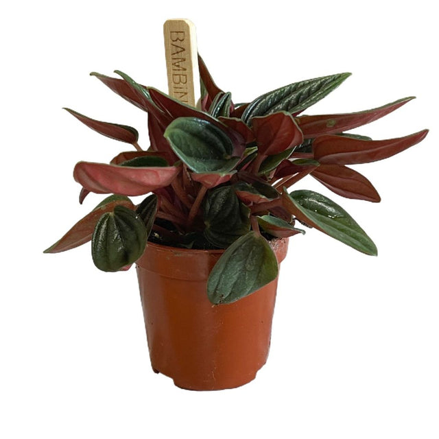 Peperomia 'Rosso' Mini Plant 5.5cm Pot (NL) - Old Railway Line Garden Centre