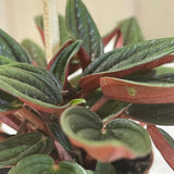 Peperomia 'Rosso' Mini Plant 5.5cm Pot (NL) - Old Railway Line Garden Centre