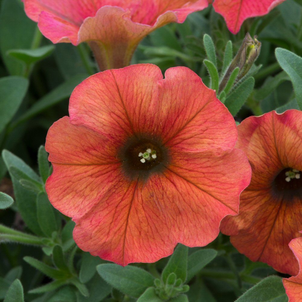 Petchoa Beautical Cinnamon Bedding Plug Plant
