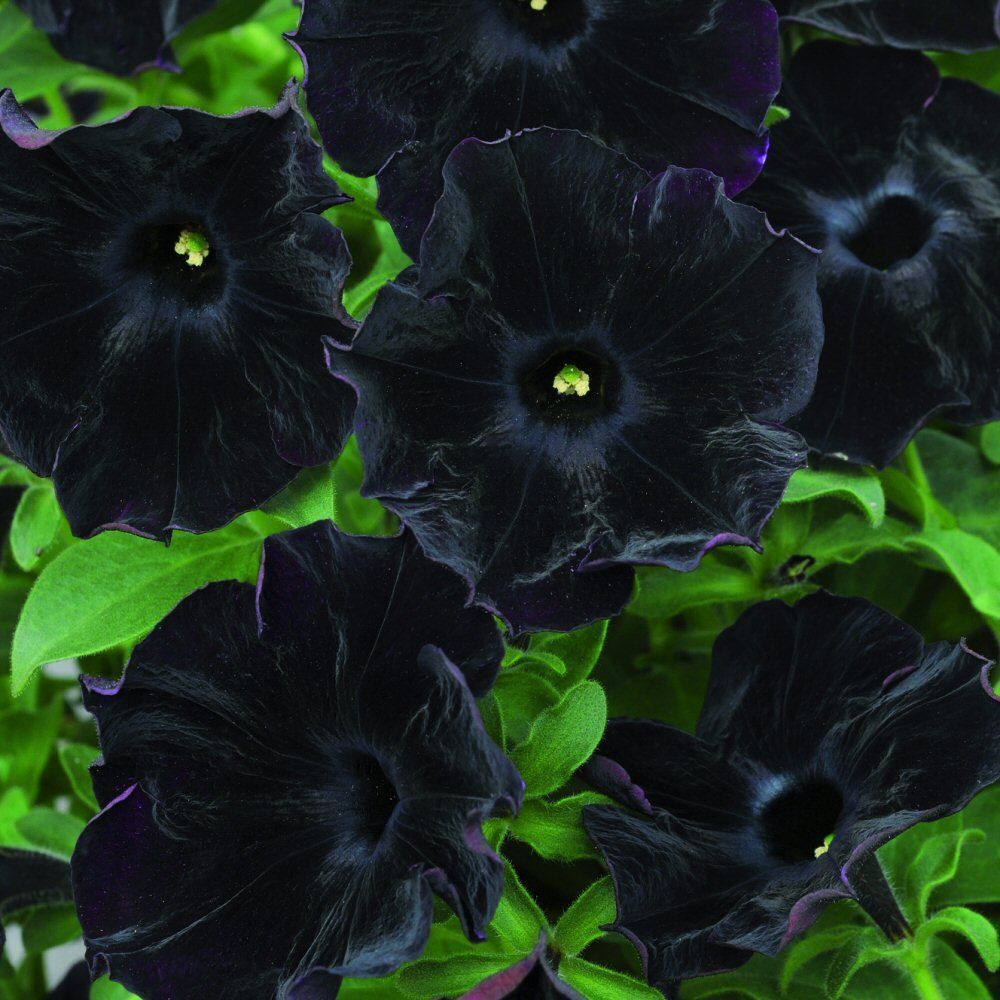Petunia Black Velvet Bedding Plug Plant