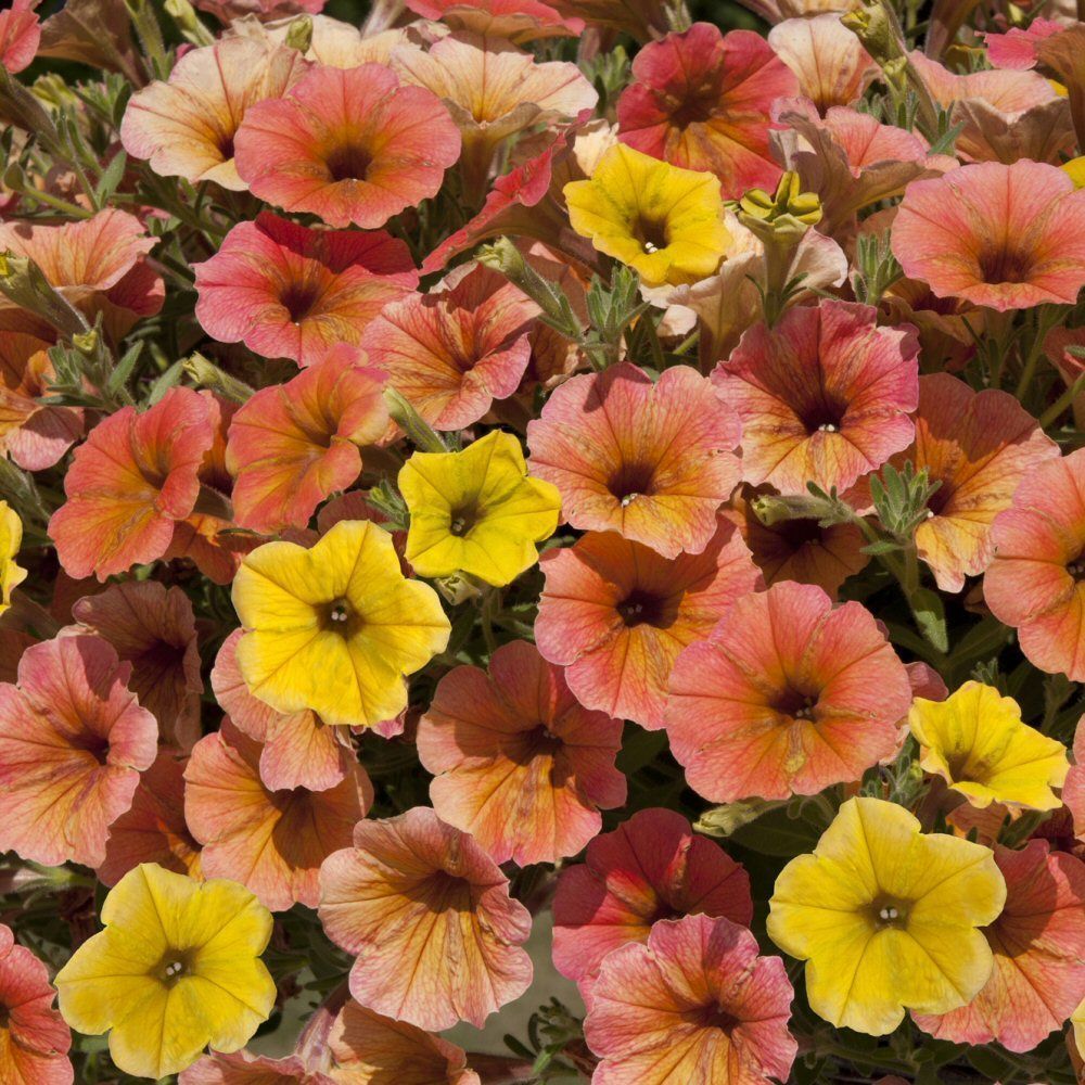 Petunia Cascadia Indian Summer Bedding Plug Plant