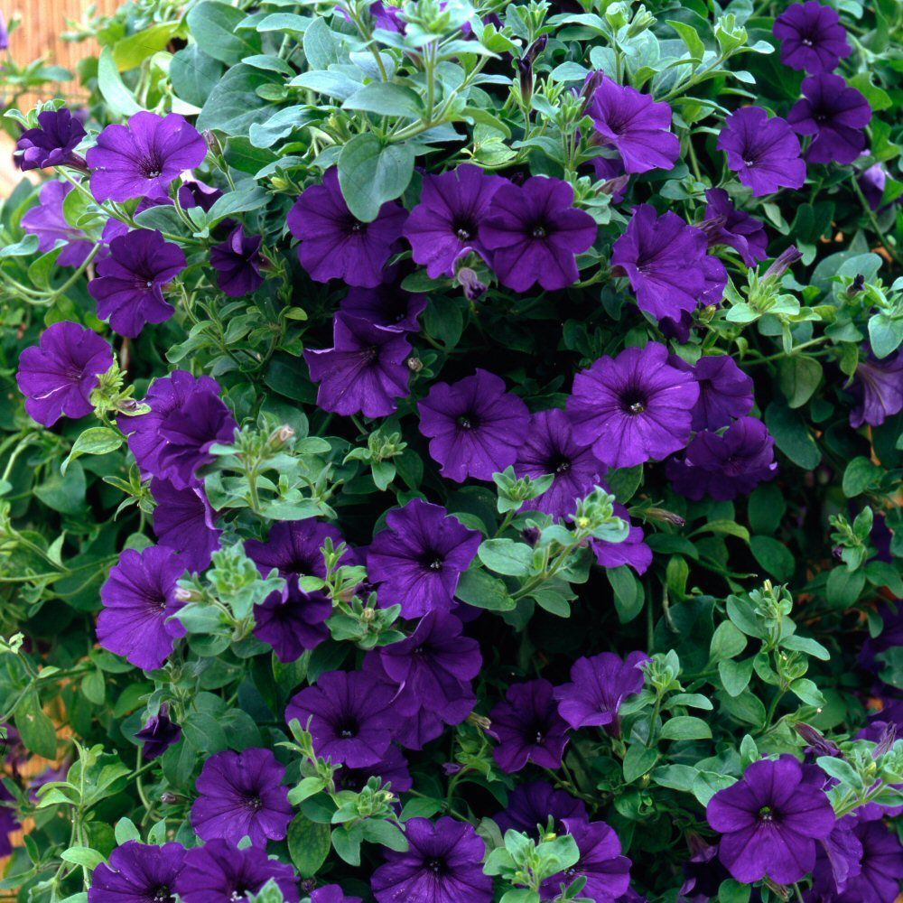 Petunia Surfinia Blue Bedding Plug Plant