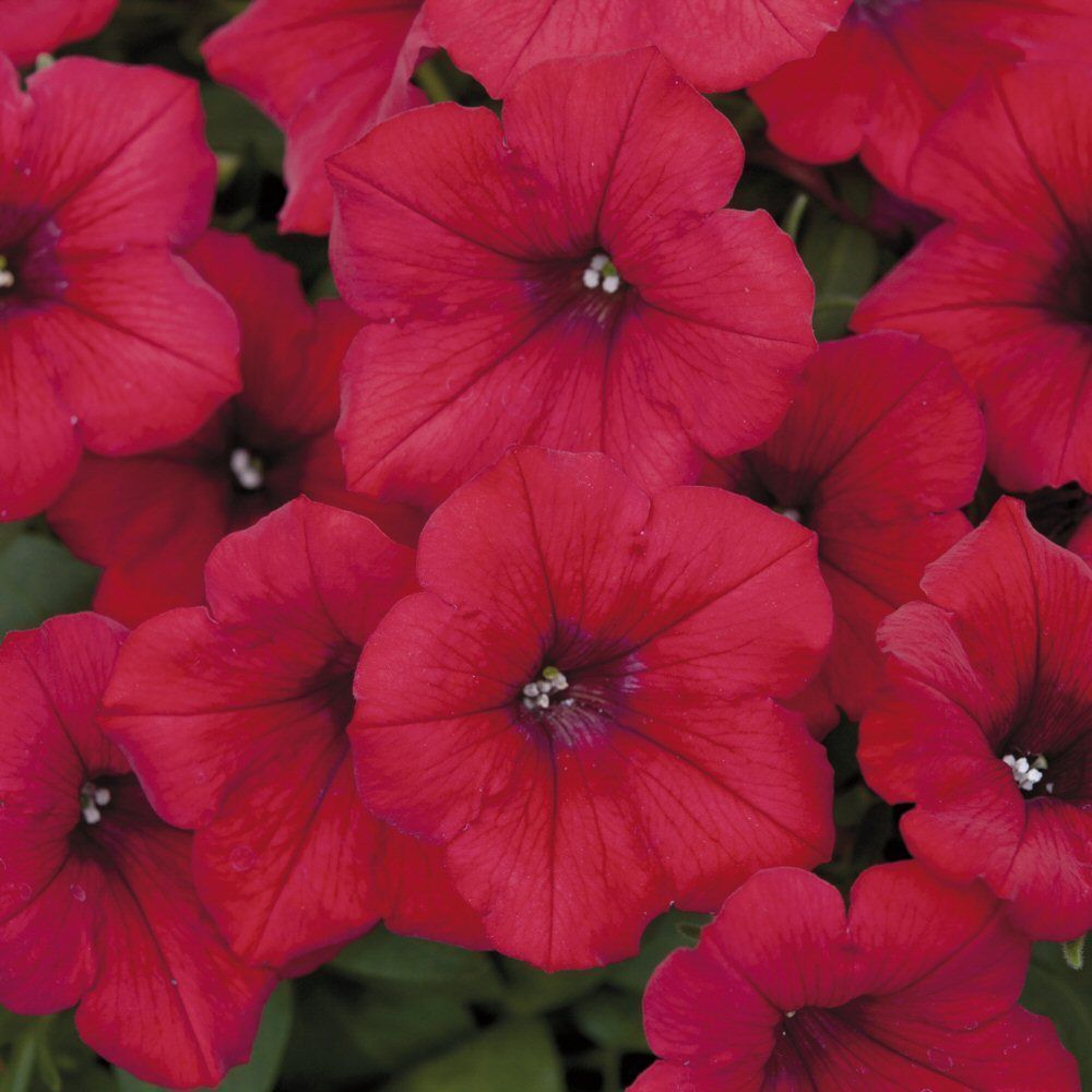 Petunia Surfinia Deep Red Bedding Plug Plant