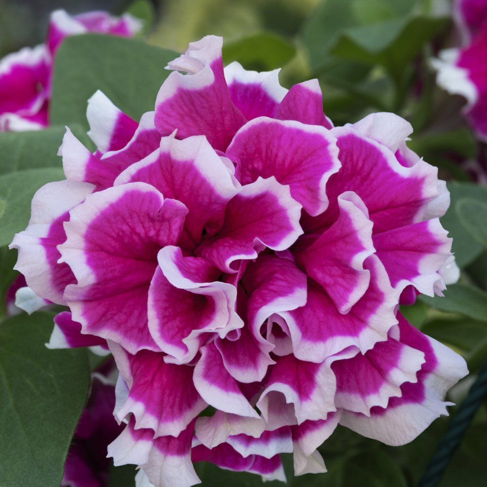 Petunia Tumbelina Anna Bedding Plug Plant