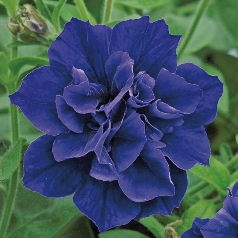 Petunia Tumbelina Belinda Bedding Plug Plant