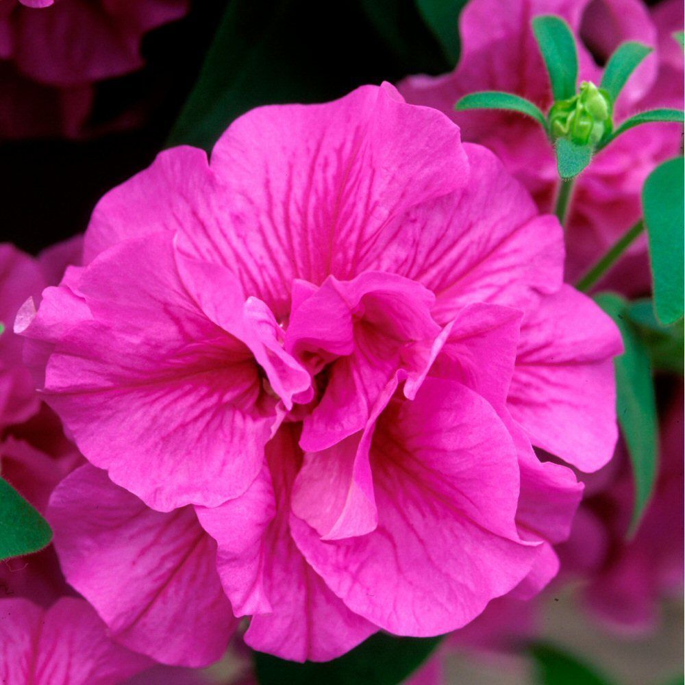 Petunia Tumbelina Candyfloss Bedding Plug Plant