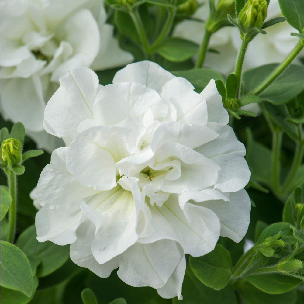 Petunia Tumbelina Diana Bedding Plug Plant