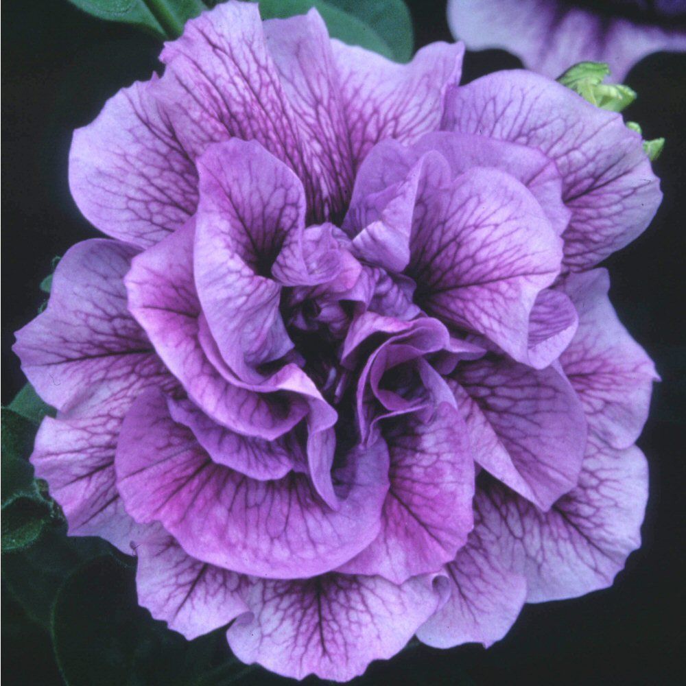 Petunia Tumbelina Priscilla Bedding Plug Plant