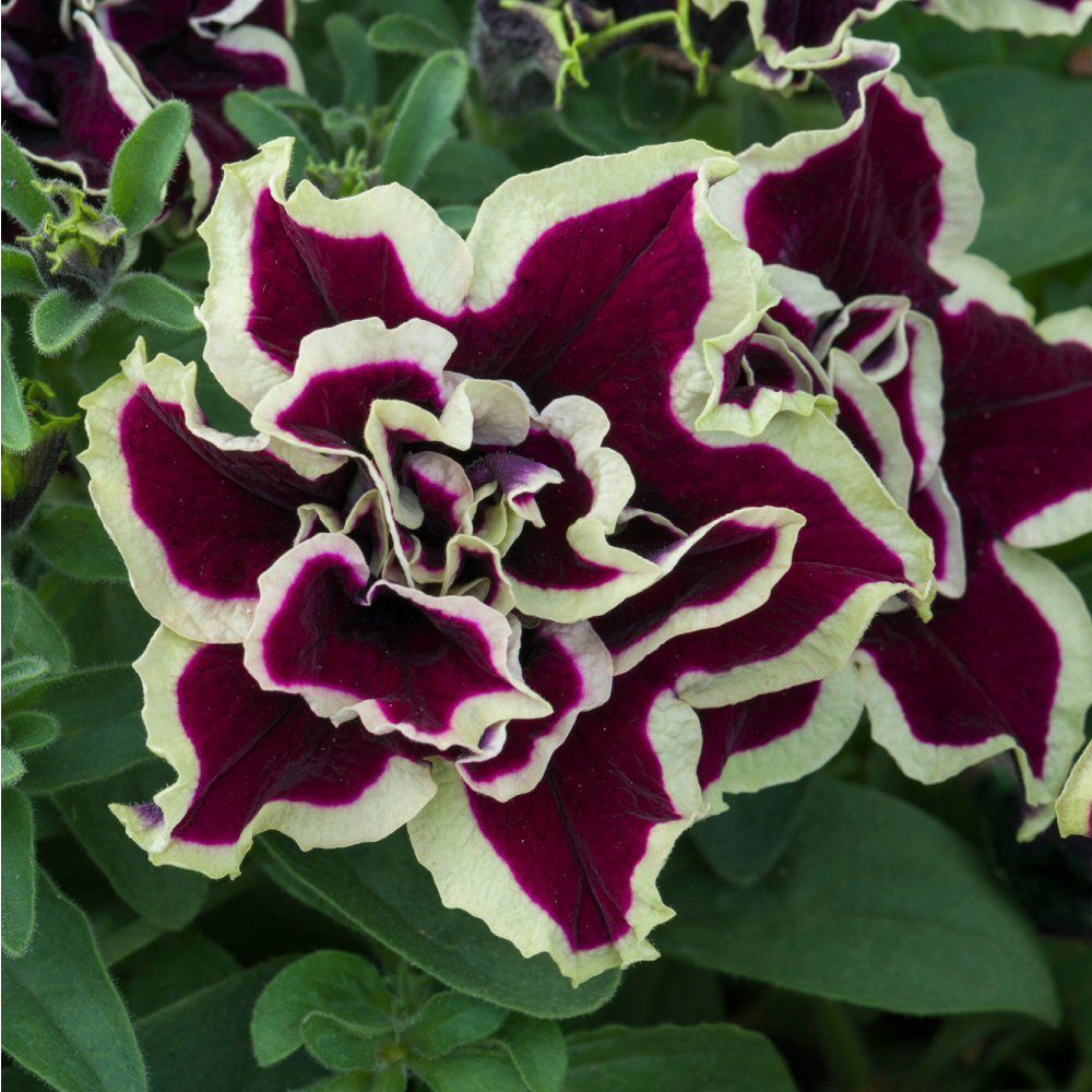 Petunia Tumbelina Superstar Bedding Plug Plant