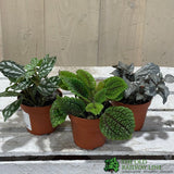 Pilea Mixed Mini Houseplant 8.5cm Pot - Old Railway Line Garden Centre