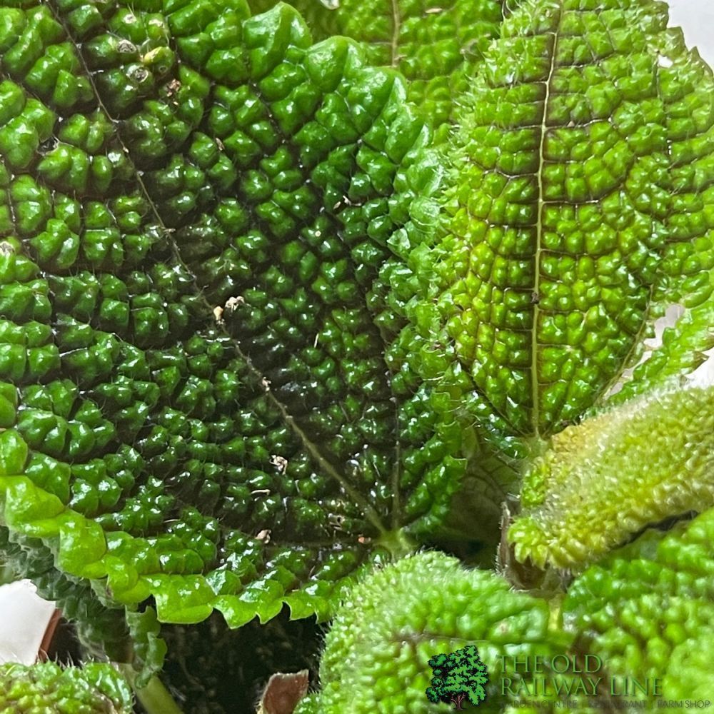 Pilea Mixed Mini Houseplant 8.5cm Pot - Old Railway Line Garden Centre