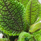 Pilea Mixed Mini Houseplant 8.5cm Pot - Old Railway Line Garden Centre