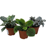 Pilea Mixed Mini Houseplant 8.5cm Pot - Old Railway Line Garden Centre