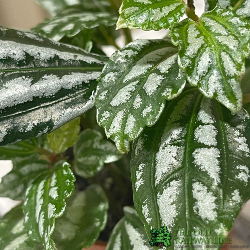 Pilea Mixed Mini Houseplant 8.5cm Pot - Old Railway Line Garden Centre