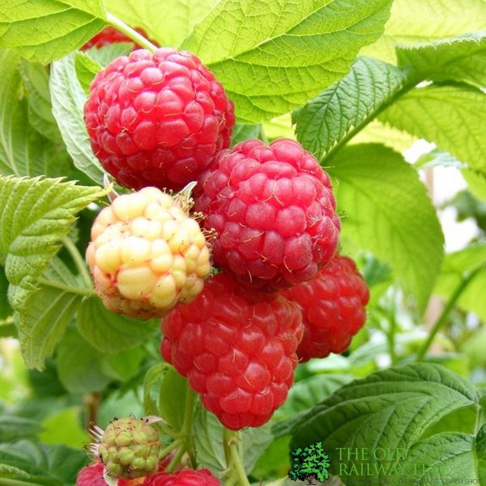 Fruit Raspberry Cane Raspberry 'Cascade Delight' 5 Canes Fruit Bush - 3Ltr Pot – Old Railway ...