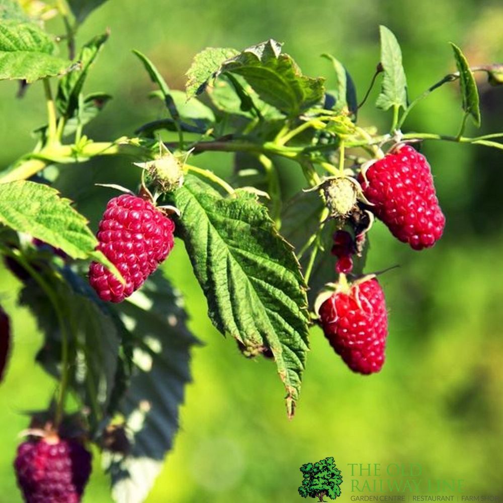 Balmoral Raspberry Raspberry 'Malling Admiral' 5 Canes Fruit Bush - 3Ltr Pot – Old Railway ...