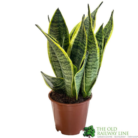 Sansevieria Trifasciata 'Futura Superba' Houseplant 12cm Pot - Old Railway Line Garden Centre