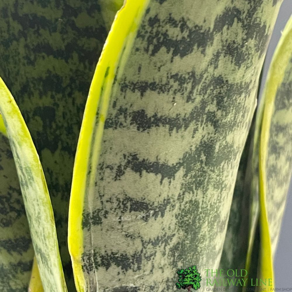 Sansevieria Trifasciata 'Futura Superba' Houseplant 12cm Pot - Old Railway Line Garden Centre