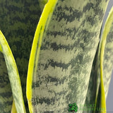 Sansevieria Trifasciata 'Futura Superba' Houseplant 12cm Pot - Old Railway Line Garden Centre