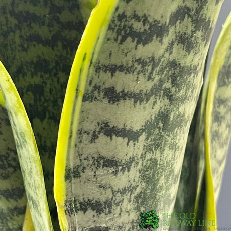 Sansevieria Trifasciata 'Futura Superba' Houseplant 12cm Pot - Old Railway Line Garden Centre