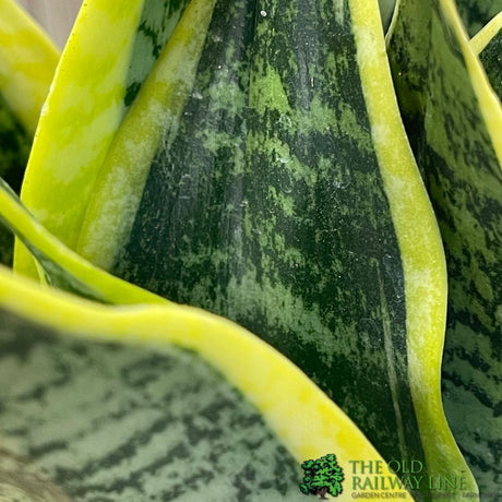 Sansevieria Trifasciata 'Futura Superba' Succulent Houseplant 12cm Pot - Old Railway Line Garden Centre