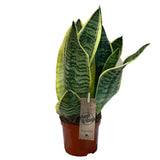 Sansevieria Trifasciata 'Futura Superba' Succulent Houseplant 12cm Pot - Old Railway Line Garden Centre