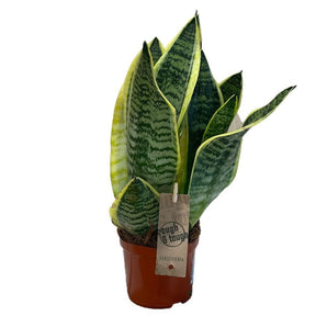 Sansevieria Trifasciata 'Futura Superba' Succulent Houseplant 12cm Pot - Old Railway Line Garden Centre