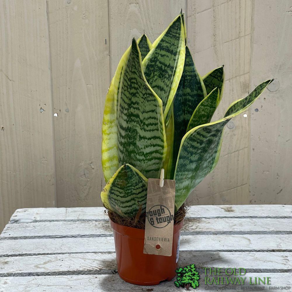 Sansevieria Trifasciata 'Futura Superba' Succulent Houseplant 12cm Pot - Old Railway Line Garden Centre