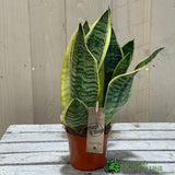 Sansevieria Trifasciata 'Futura Superba' Succulent Houseplant 12cm Pot - Old Railway Line Garden Centre