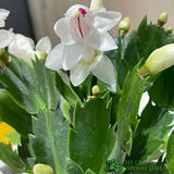 Schlumbergera 'Christmas Cactus' Assorted 13cm Pot - Old Railway Line Garden Centre