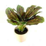 Sincere 26cm Artificial Veined Green Leaf Plant (Choice of 3) - Old Railway Line Garden Centre
