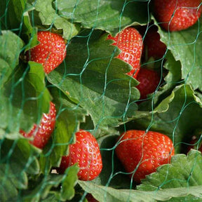 Smart Garden 15mm Green Garden Netting (2m x 10m) - Old Railway Line Garden Centre