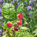 Smart Garden 4 x 10m 25mm Black Mesh Fruit Netting - Old Railway Line Garden Centre