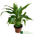 Spathiphyllum 'Chopin' Peace Lily Mini Houseplant 6.5cm Pot (NL) - Old Railway Line Garden Centre