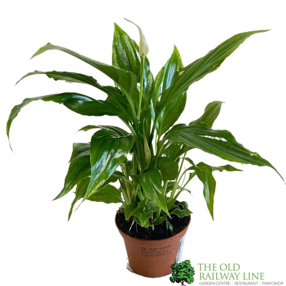 Spathiphyllum 'Chopin' Peace Lily Mini Houseplant 6.5cm Pot (NL) - Old Railway Line Garden Centre