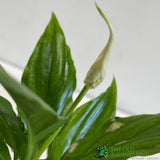 Spathiphyllum 'Chopin' Peace Lily Mini Houseplant 6.5cm Pot (NL) - Old Railway Line Garden Centre