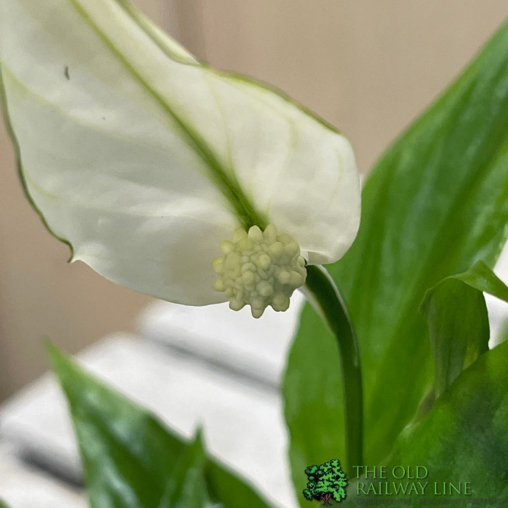 Spathiphyllum 'Chopin' Peace Lily Mini Houseplant 6.5cm Pot (NL) - Old Railway Line Garden Centre