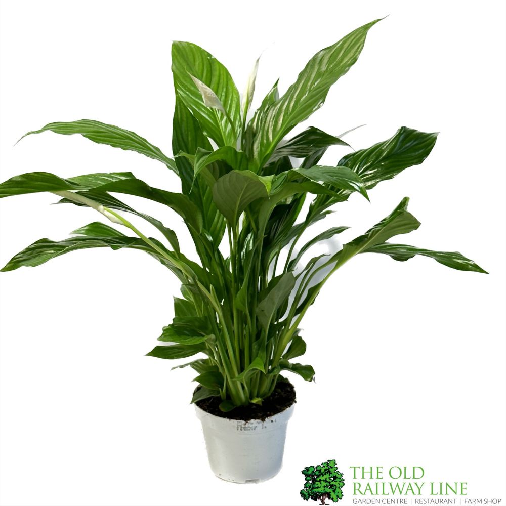 Spathiphyllum 'Strauss' Peace Lily Houseplant 13cm Pot - Old Railway Line Garden Centre