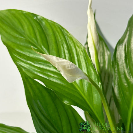 Spathiphyllum 'Strauss' Peace Lily Houseplant 13cm Pot - Old Railway Line Garden Centre