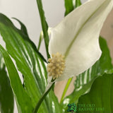 Spathiphyllum 'Sweet Chico' Peace Lily Houseplant 13cm Pot (NL) - Old Railway Line Garden Centre