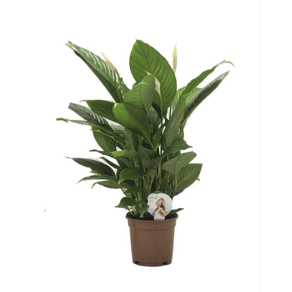 Spathiphyllum 'Vivaldi' Peace Lily Houseplant 17cm Pot - Old Railway Line Garden Centre