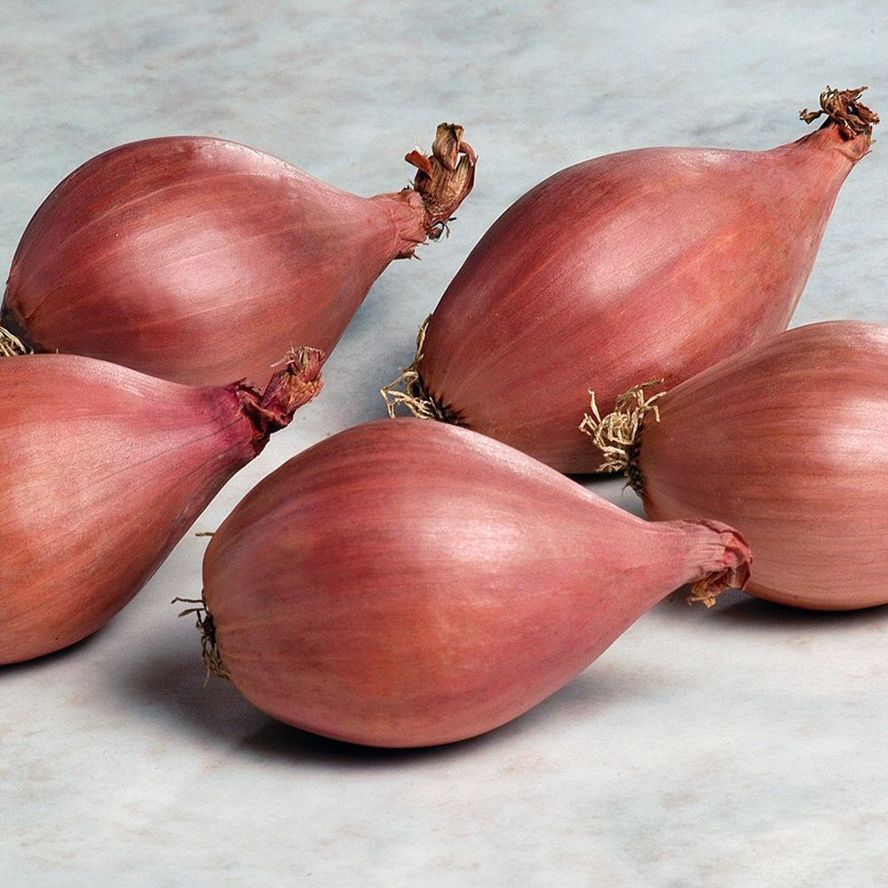 Taylors 12 Shallot Red Sun Sets