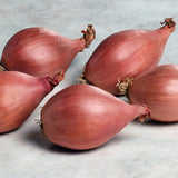 Taylors 12 Shallot Red Sun Sets