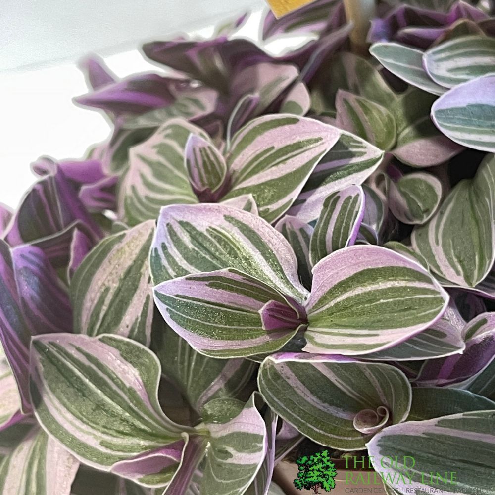Tradescantia 'Sweetness' Houseplant 10.5cm Pot - Old Railway Line Garden Centre