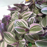 Tradescantia 'Sweetness' Houseplant 10.5cm Pot - Old Railway Line Garden Centre