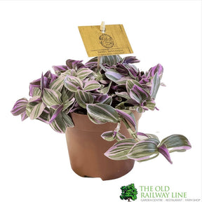 Tradescantia 'Sweetness' Houseplant 10.5cm Pot - Old Railway Line Garden Centre